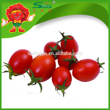 Small Red Round Fresh Tomatoes Red Cherry Tomatoes